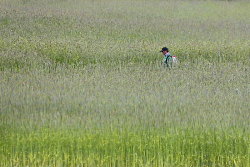 Peter Thornton of Sylvan Nursery in Westport, finds himself surrounded by winter rye, as he sprays weed killer on a stone wall between fields.  The field usually has alfalfa, but every five years a winter rye is planted as a way to replenish some of the nutrients that alfalfa removes from the field.  PHOTO PETER PEREIRA