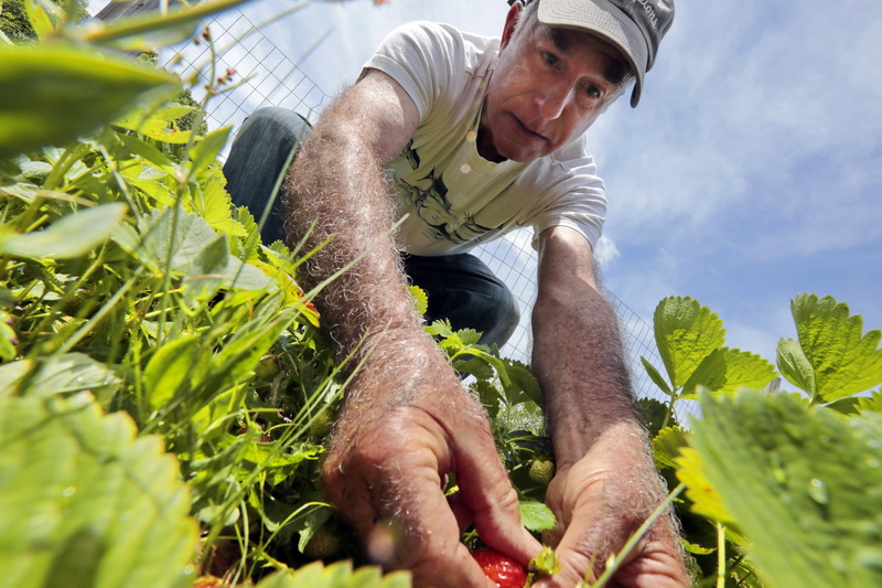 Bob Nichols picks strawberries from the Youth Opportunities Unlimited Victory Park Children's Garden in the south end of New Bedford, MA. Children involved in the Youth Opportunities Unlimited program are the stewards of the farm under the tutelage of Mr. Nichols.  