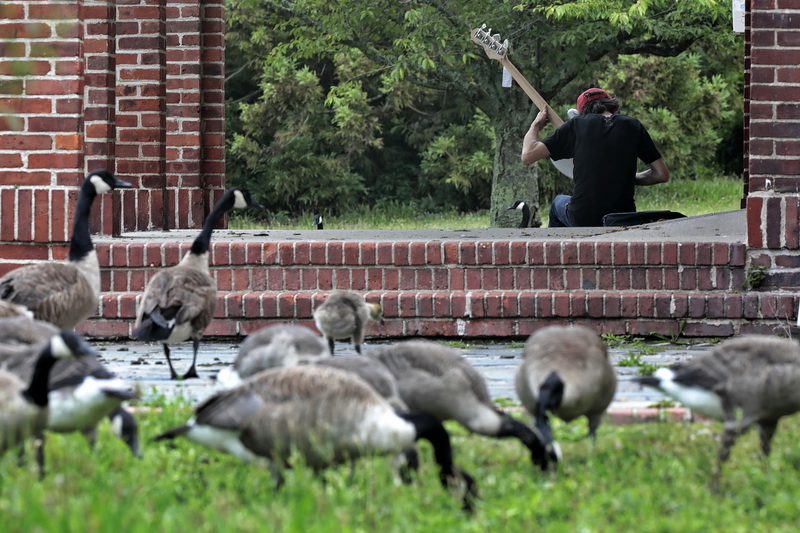 Tony Sales plays his bass guitar, while Canadian geese at Buttonwood Park in New Bedford, MA look on.   PHOTO PETER PEREIRA