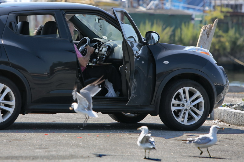 Seagulls are on hand for any scraps from a man enjoying lunch at the Middle Street boat ramp in Fairhaven., MA. PHOTO PETER PEREIRA