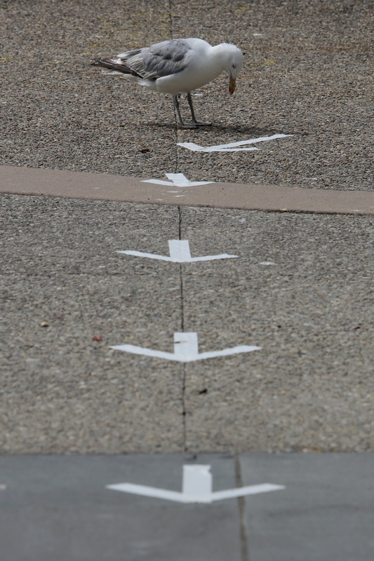 A seagull tries to figure out which way to proceed by looking at the arrows on the ground at Custom House Square in New Bedford outlining which way pedestrians should walk.  PHOTO PETER PEREIRA