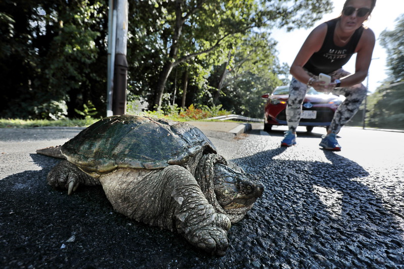 McKenzie Rodrigues stops her car as she notices a snapping turtle that was crossing Route 6 in Mattapoisett, MA before calling the police for assistance.  PHOTO PETER PEREIRA