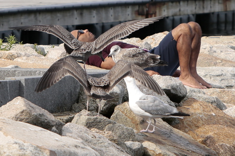 A man lying on the rocks at the beach in the south end of New Bedford, MA has some feathered friends. PHOTO PETER PEREIRA