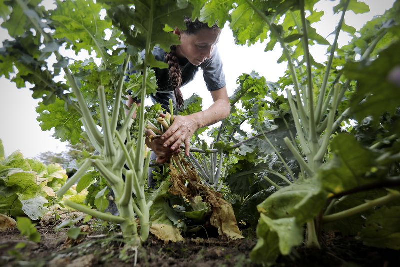 Deanna Leventi of Ivory Silo Farm in Westport, MA removes the yellow kale sections to improve air flow and reduce pressure on the vegetable before it is harvested later this month.    PHOTO PETER PEREIRA