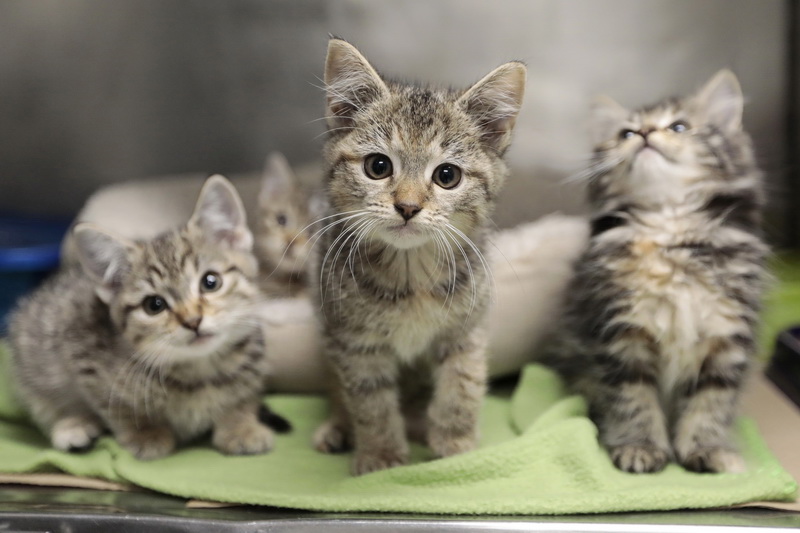 Three little kittens are some of the cats available for adoption at the Humane Society & Shelter SouthCoast on Ventura Drive in Dartmouth, MA.  Like many organizations which rely on private donations to operate, the Humane Society & Shelter SouthCoast has struggled to keep operations running since the onset of the COVID-19 pandemic.    PHOTO PETER PEREIRA