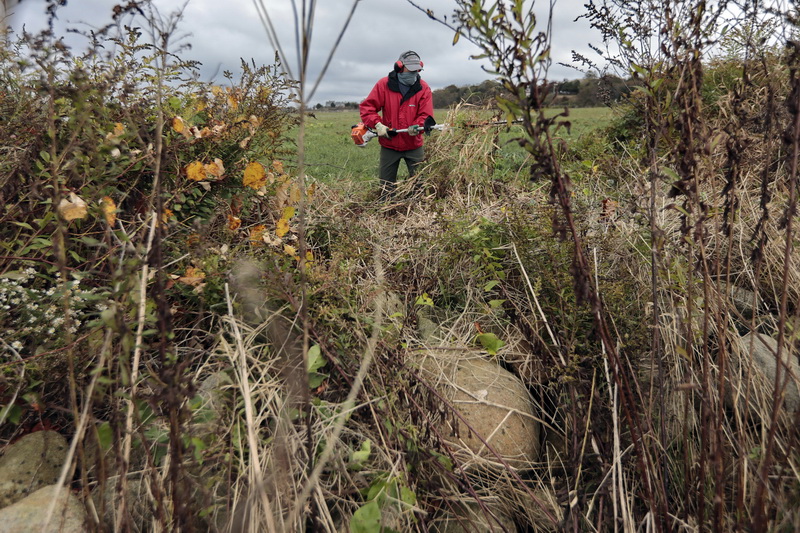 Mark Perry uses and industrial hedge trimmer to cut through the overgrowth on a stone wall during the first 'Work Party' since the onset of COVID-19 in March held at the DNRT Ocean View Farm property in Dartmouth, MA.  PHOTO PETER PEREIRA