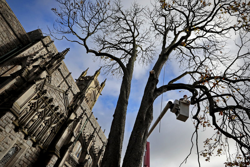 The majestic gothic architecture of the Unitarian Church in Fairhaven, MA reaches towards the heavens as arborist, Ken Cummings of Tree Worx, finds himself high above Union Street, cutting down a dying Chestnut tree in front of the iconic church.  Between the two main trunks a steel wire which was installed over 20 years ago can be seen connecting the two, a precaution that the left trunk would not fall onto the church in a hurricane.  PHOTO PETER PEREIRA