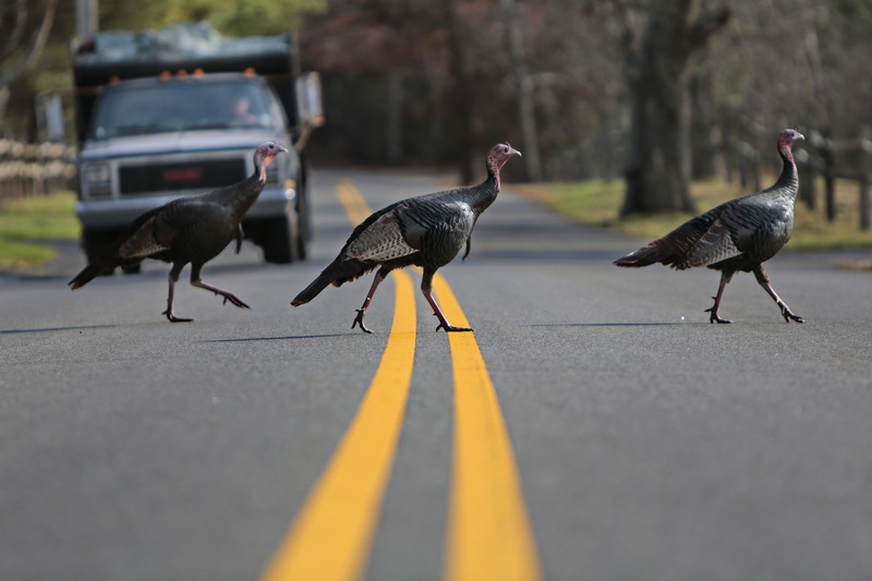 A man driving a truck waits, as three wild turkeys strut their stuff across Rock O'Dundee Road in Dartmouth, MA.  PHOTO PETER PEREIRA