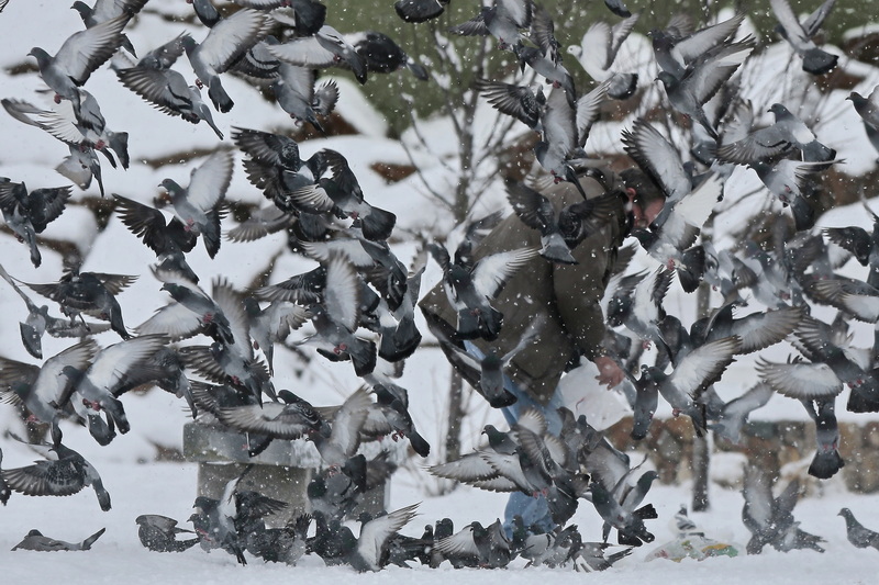 A man is overrun by a flock of pigeons as he walks on the sidewalk in the south end of New Bedford with some bread crumbs in a bag. 