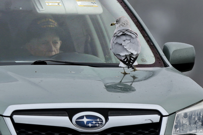 A man and a seagul have a stare off in Mattapoisett, MA. PHOTO PETER PEREIRA