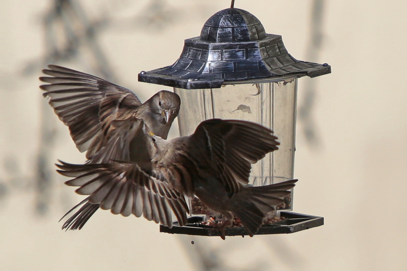 Two small birds fight for seeds at a bird feeder installed at Wings Court in downtown New Bedford, MA.  PHOTO PETER PEREIRA