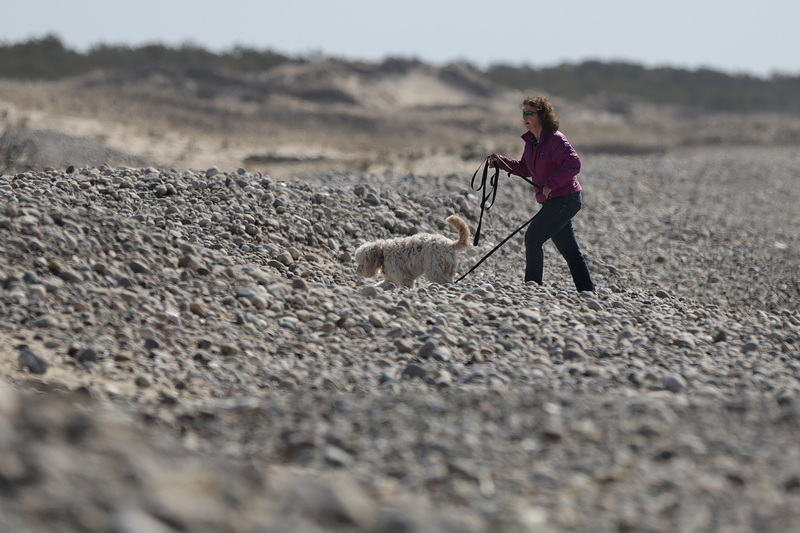 A woman walking her dog is faced with a daunting proposition, as the usually sandy shores of Horseneck Beach in Westport, MA are now completely covered with rocks, due to the harsh winter conditions that have battered the coastline.  PHOTO PETER PEREIRA