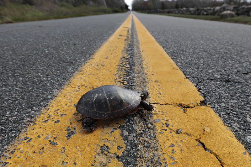 A small turtle hobbles across Little River Road in Dartmouth, MA. PHOTO PETER PEREIRA