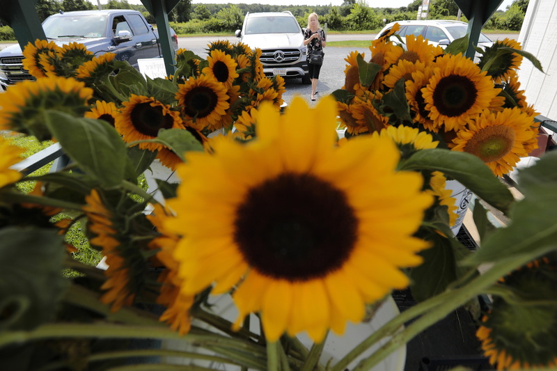 Colorful sunflowers greet a customer, as she makes her way to the Orr's Family Farm Stand on Adamsville Road in Westport, MA.  PHOTO PETER PEREIRA