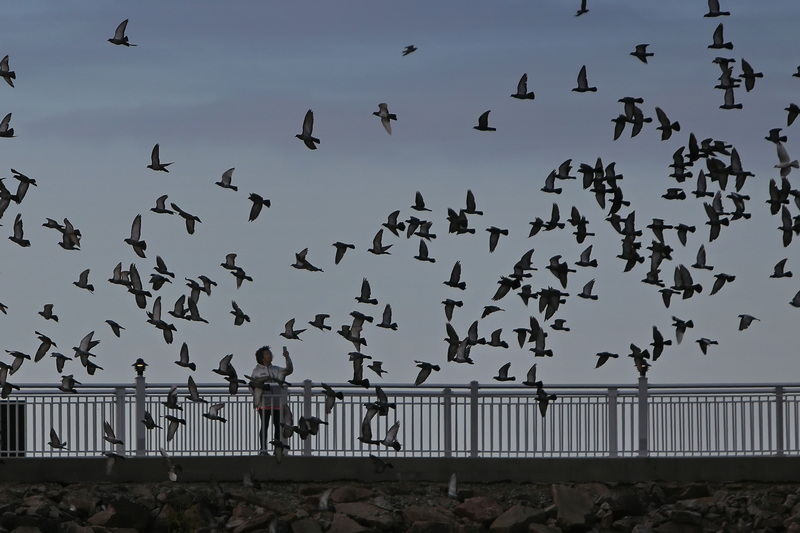 A woman tries to capture the flock of birds swirling around her with her smartphone, as she makes her way atop the Covewalk in the south end of New Bedford, MA.