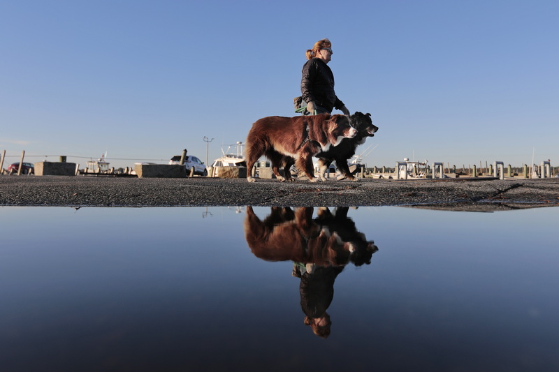 M J Welling is reflected on a the water, as she takes her dogs Rooney and Mickey for a morning walk around the wharf in Mattapoisett, MA. PHOTO PETER PEREIRA