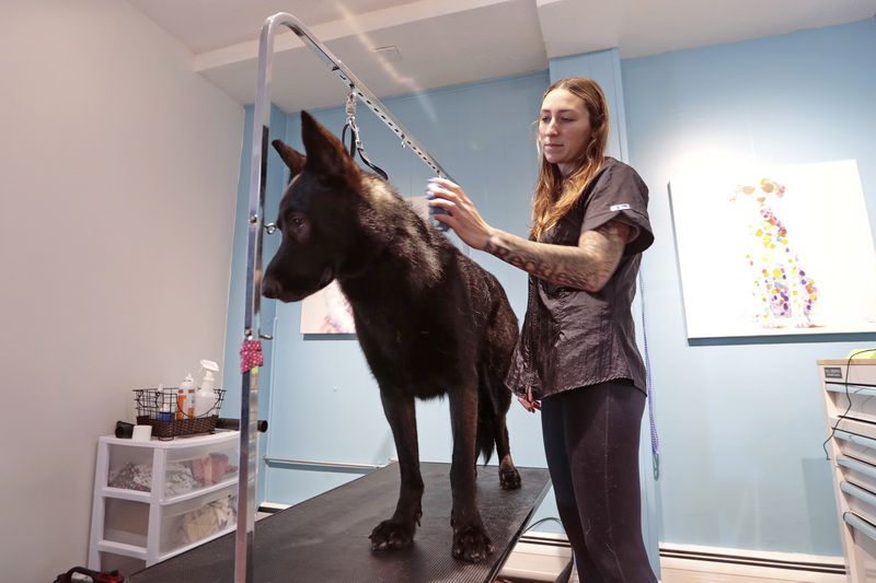 Kylie Panek grooms Axel at her newly opened Paws Pet Salon at 416 Huttleston Avenue in Fairhaven, MA. PHOTO PETER PEREIRA