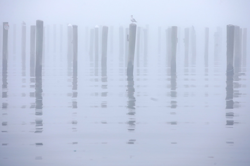 The piles at a marina in Fairhaven, MA are enveloped in a thick fog, blurring the line between water and sky. PHOTO PETER PEREIRA