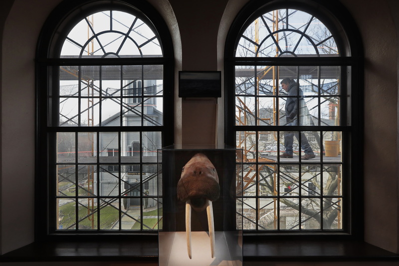 The head of a walrus is seen between the windows on the second floor of the Whaling Museum, as Richard Langlois makes his way across the staging outside as he repoints the brickwork of the historic building in New Bedford, MA.