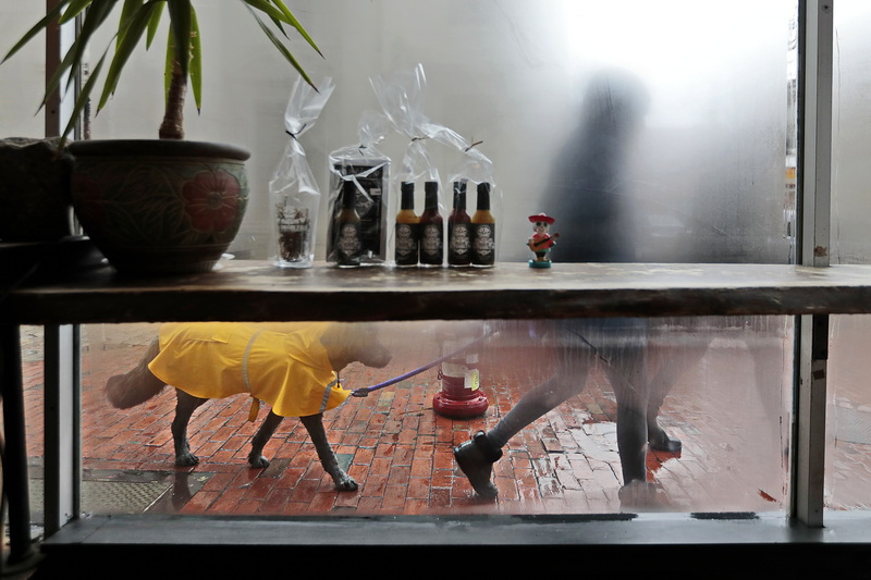 A woman and dog walk past the frosty windows of No Problemo restaurant in New Bedford, MA.  PHOTO PETER PEREIRA