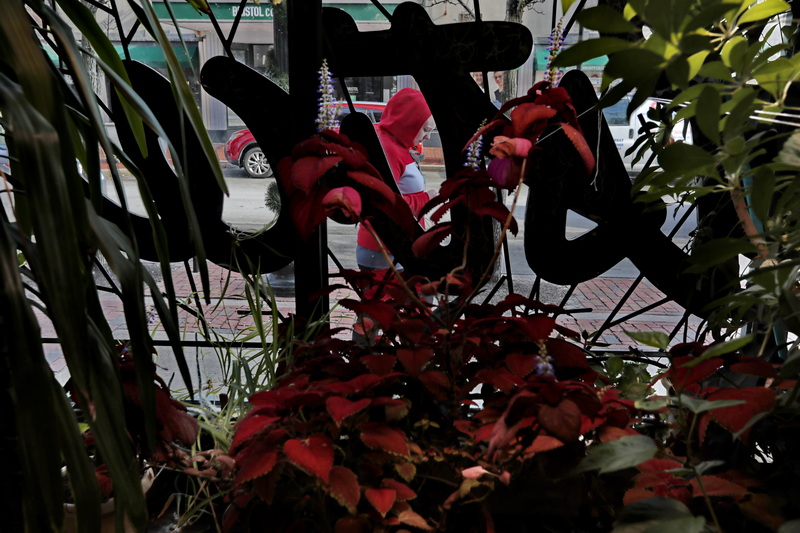 A woman walks past the greenery found inside of the Solstice skate shop on Purchase Street in downtown New Bedford, MA as seen through the metal script letters which spell Solstice hanging on the window. PHOTO PETER PEREIRA