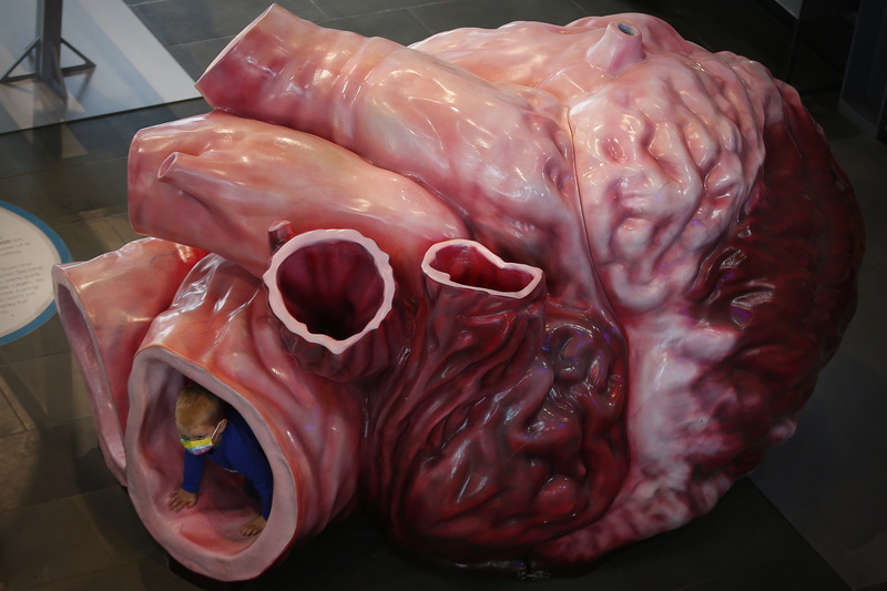 A young boy emerges from the inside of a life-sized model of an adult blue whale found at the Whaling Museum in New Bedford, MA.  Blue whales are the largest living animals today and both the left pulmonary artery and caudal vena cava are big enough for people to crawl through. PHOTO PETER PEREIRA