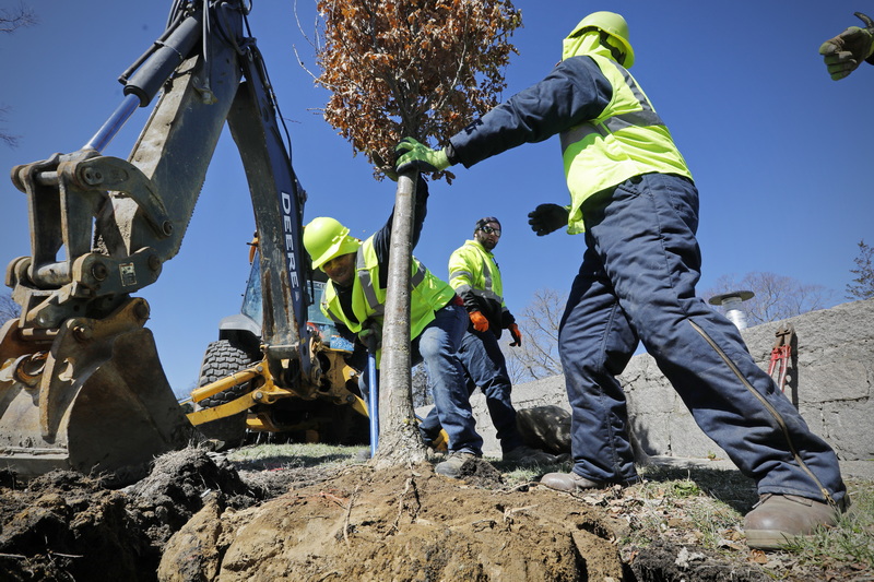 New Bedford DPI crewmembers install a tree on Hawthorn Street in New Bedford, MA at the location where one was knocked down during a recent storm. PHOTO PETER PEREIRA