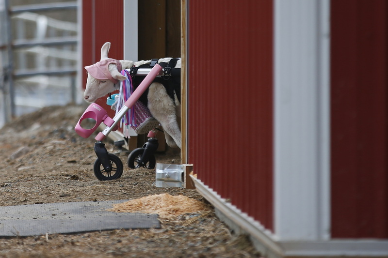 Kiki sits in her custom built wheeled support chair, at the entrance to the barn. Kiki is a 4-month-old lamb born unable to use her legs. She was rescued by Don't Forget Us PET US, animal sanctuary in Dartmouth, MA where she now lives. PHOTO PETER PEREIRA