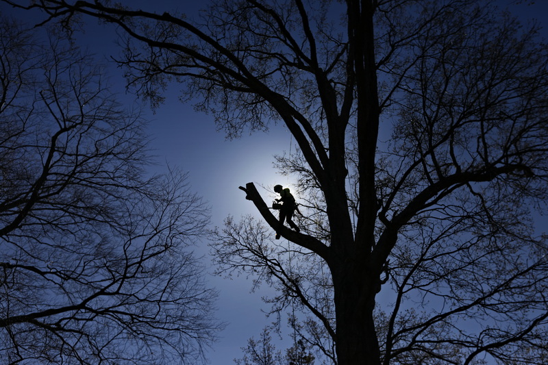 G Bourne Knowles V of GBK Company finds himself high on an Oak tree, as he and arborists from four companies celebrate Arbor Day by pruning trees at Buttonwood Park under the guidance of Friends of Buttonwood Park in New Bedford, MA. PHOTO PETER PEREIRA