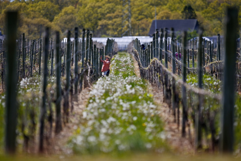 A woman is seen repairing the grape vine trellis at the Westport Rivers Vineyard & Winery in Westport, MA in preparation for growing season. PHOTO PETER PEREIRA