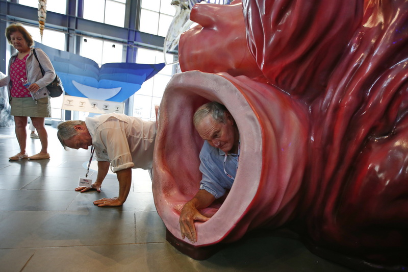 Two men struggle to work themselves out of the lifesize scale model of a whale's heart, after climbing inside at the Whaling Museum in New Bedford, MA.  PHOTO PETER PEREIRA