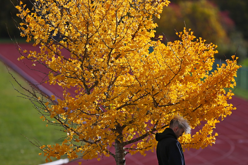 A UMass Dartmouth student is framed by a tree whose leaves have turned into a vibrant shade of yellow.  PHOTO PETER PEREIRA