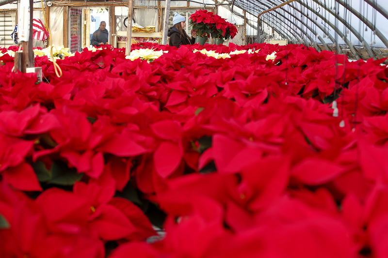 Eva Jenness of Nessralla's Farmstand on Route 6 in Wareham is surrounded by a sea of poinsettia's as she wraps the bases of the Holiday plants in a foil before they are picked up by various local churches in Wareham, MA. PHOTO PETER PEREIRA