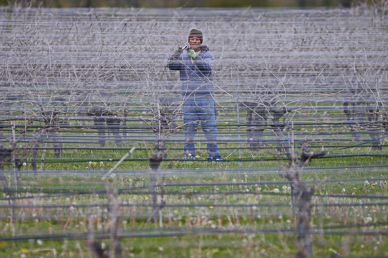 Luis Quezada is seen between the steel cables that hold up the vines as he trims them in preparation for growing season at Westport Rivers Vineyard & Winery in Westport, MA. PHOTO PETER PEREIRA