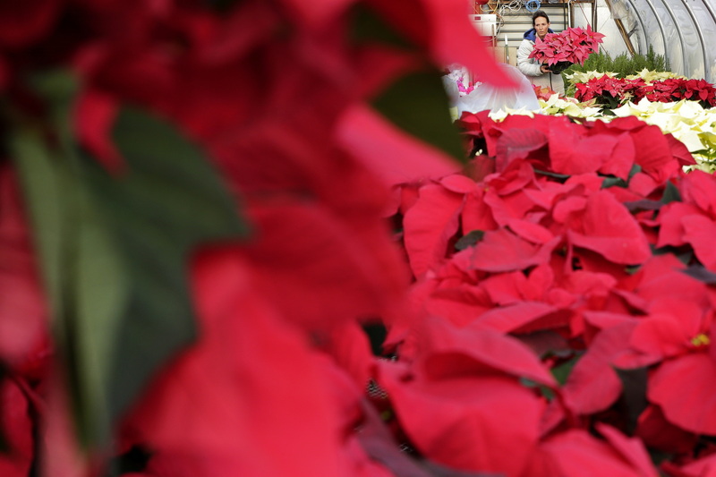 Rhonda Leblanc of Nessralla Farm in Wareham, MA organizes over five hundred poinsettias in preparation for the holiday season. PHOTO PETER PEREIRA