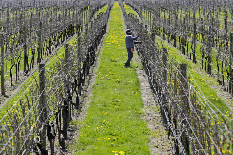 A man prunes the vines at Westport Rivers Vineyard & Winery in Westport, MA. PHOTO PETER PEREIRA