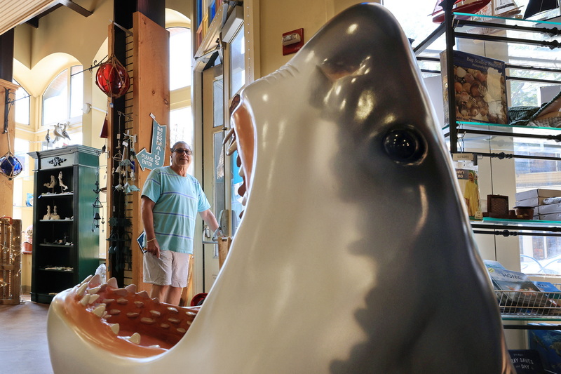A customer takes in the various items for sale at the  Moby Dick Nauticals gift shop on William Street in downtown New Bedford, MA oblivious to the fact that he is being devoured by a great white shark sculpture that the store has displayed to commemorate the 50th anniversary of Jaws. PHOTO PETER PEREIRA
