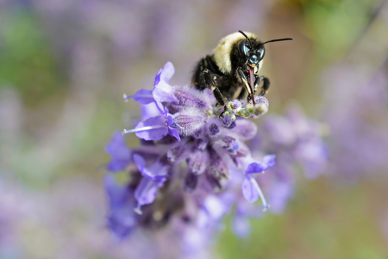A bee extends its tongue tube to extract nectar from a lavender plant growing in front of the Seamens Bethel in New Bedford, MA. PHOTO PETER PEREIRA