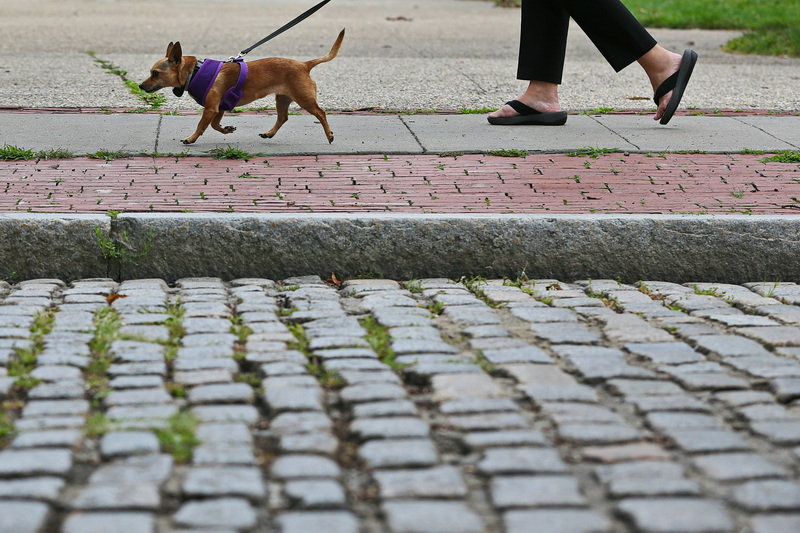 A dog and its owner are in lockstep as they make their way down Acushnet Avenue in New Bedford, MA. PHOTO PETER PEREIRA