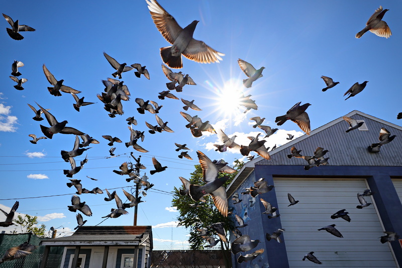 A flock of pigeons fills the sky with the sound of flapping wings at Leonard's Wharf in New Bedford, MA. PHOTO PETER PEREIRA