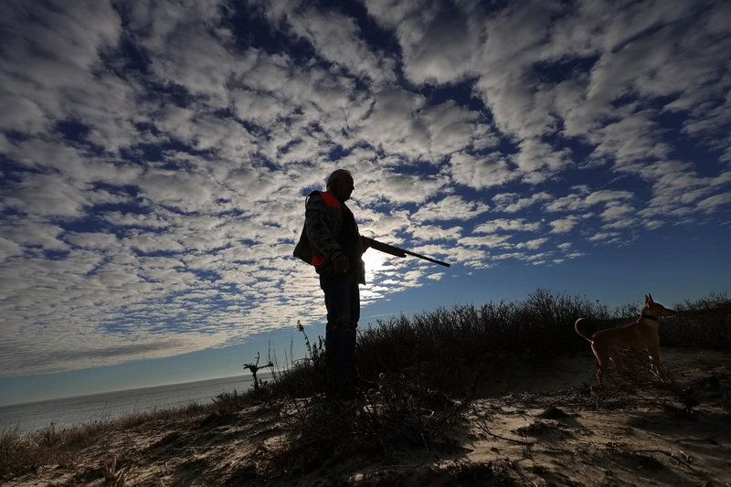 Fernando Rodrigues and Goldie, one of his six Portuguese Podengo hunting dogs, stand on a sandy hill as they wait for the other dogs to locate the rabbits they are hunting on Gooseberry Island in Westport. PHOTO PETER PEREIRA