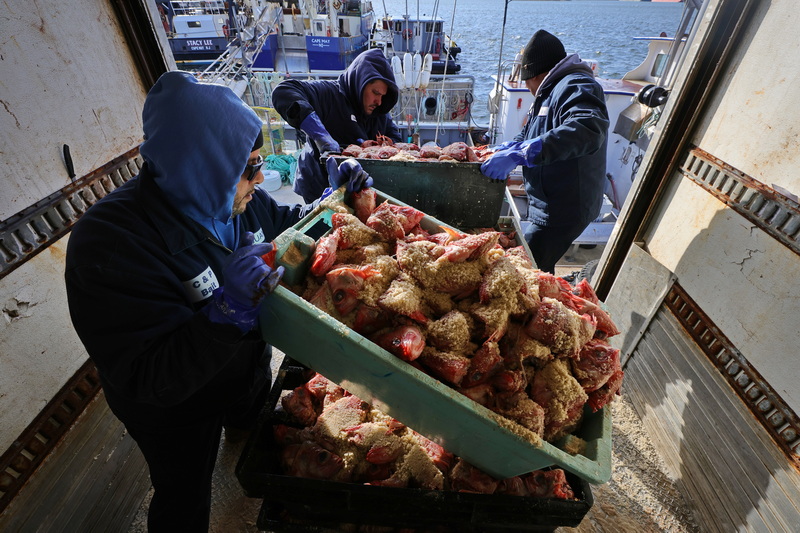 C & P Bait workers unload redfish heads to be used as lobster trap bait on the lobster boat Direction docked in Fairhaven, MA. PHOTO PETER PEREIRA