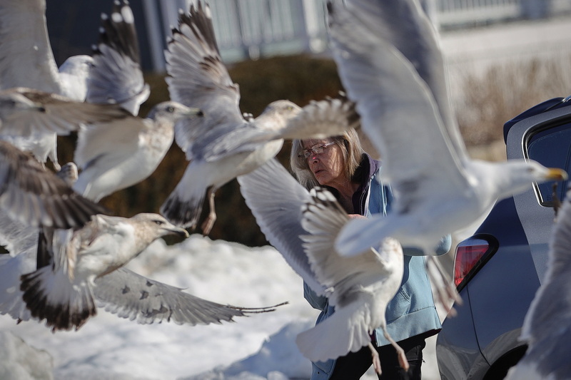 Seagulls spooked by a truck startle a woman coming out of her car in the south end of New Bedford, MA. PHOTO PETER PEREIRA