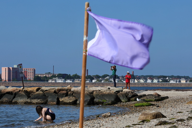 Betsey Bond, Fort Phoenix Park Supervisor for Massachusetts DCR, uses binoculars to search for a shark spotted trailing a kayaker at Fort Phoenix in Fairhaven, MA, on August 24, 2026. In the foreground, a young woman remains near the shore while a purple flag, indicating a shark sighting, warns beach visitors. PHOTO PETER PEREIRA