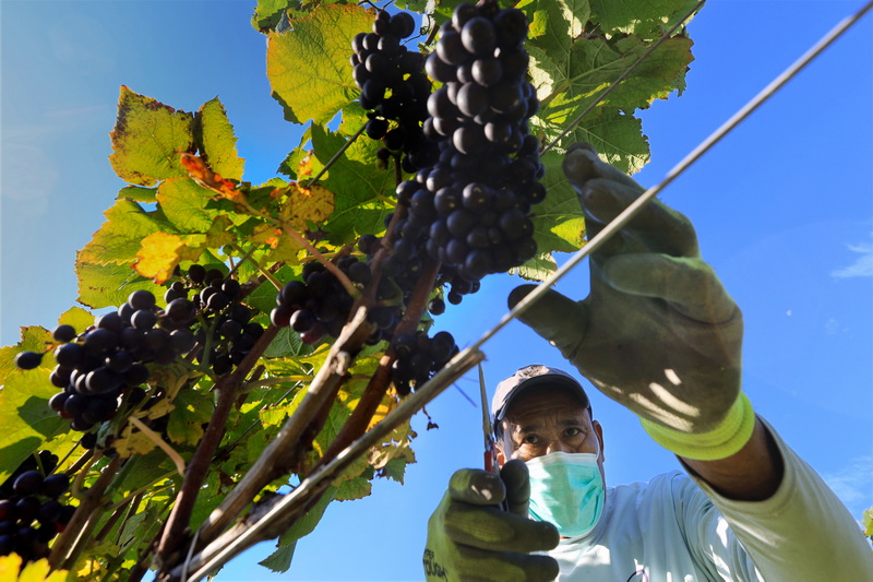 Hugo Quezada hand-harvests grapes at Westport Rivers Vineyard & Winery in Westport, MA on October 2, 2026, as the wine grape picking season commences for winemakers throughout the region. PHOTO PETER PEREIRA