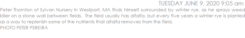 Peter Thornton of Sylvan Nursery in Westport, MA finds himself surrounded by winter rye, as he sprays weed killer on a stone wall between fields.  The field usually has alfalfa, but every five years a winter rye is planted as a way to replenish some of the nutrients that alfalfa removes from the field. 