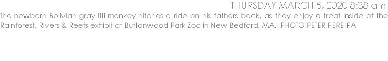 The newborn Bolivian gray titi monkey hitches a ride on his fathers back, as they enjoy a treat inside of the Rainforest, Rivers & Reefs exhibit at Buttonwood Park Zoo in New Bedford, MA.  PHOTO PETER PEREIRA
