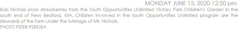 Bob Nichols picks strawberries from the Youth Opportunities Unlimited Victory Park Children's Garden in the south end of New Bedford, MA. Children involved in the Youth Opportunities Unlimited program are the stewards of the farm under the tutelage of Mr. Nichols.  