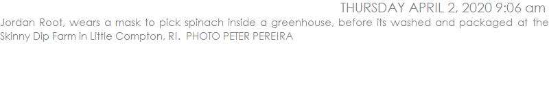 Jordan Root, wears a mask to pick spinach inside a greenhouse, before its washed and packaged at the Skinny Dip Farm in Little Compton, RI.  PHOTO PETER PEREIRA