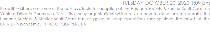 Three little kittens are some of the cats available for adoption at the Humane Society & Shelter SouthCoast on Ventura Drive in Dartmouth, MA.  Like many organizations which rely on private donations to operate, the Humane Society & Shelter SouthCoast has struggled to keep operations running since the onset of the COVID-19 pandemic.    PHOTO PETER PEREIRA